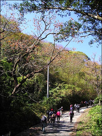 파란 가을 하늘 아래 주렁주렁 주홍빛 감이 열려 있는 감나무의 정겨운 풍경이 내 마음을 사로잡았다. 